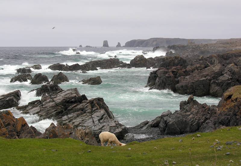 AroundNL-18 Sheep browse the dramatic coastline at Bonavista