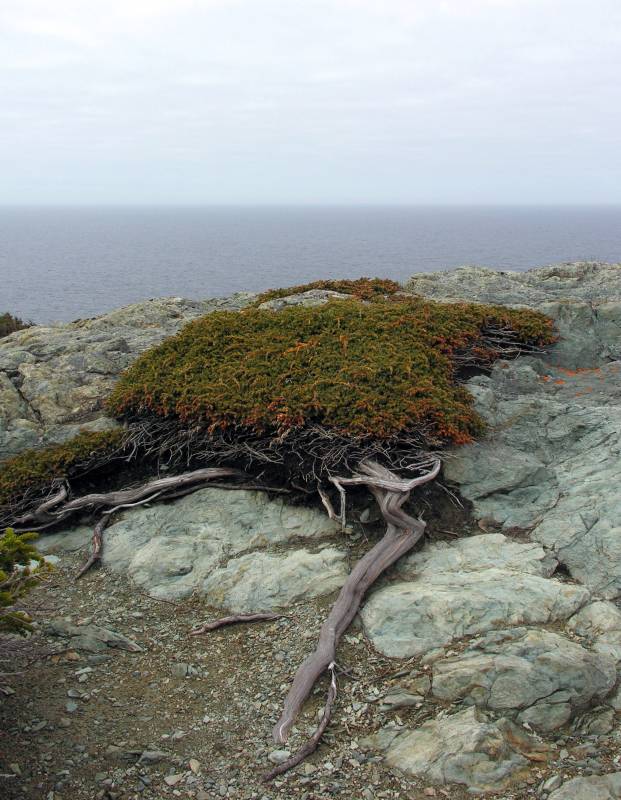 AroundNL-29 A stunted juniper on Crow Head