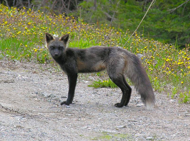 AroundNL-32 Silver fox in springtime coat