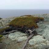 AroundNL-29 A stunted juniper on Crow Head