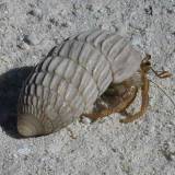 29 Hermit crab