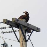 Eagle-jr A young eagle next to the boat