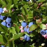 Roti_Bay_blueberries You just put your hand under them and shake the bush!