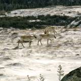 caribou2 Caribou by the side of the road