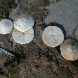 b6 Sand Dollars, Port Mouton, N.S.