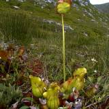 f7 Pitcher plant's odd flower