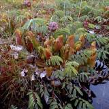 f8 Beautiful pitcher plants abound in Newfoundland bogs